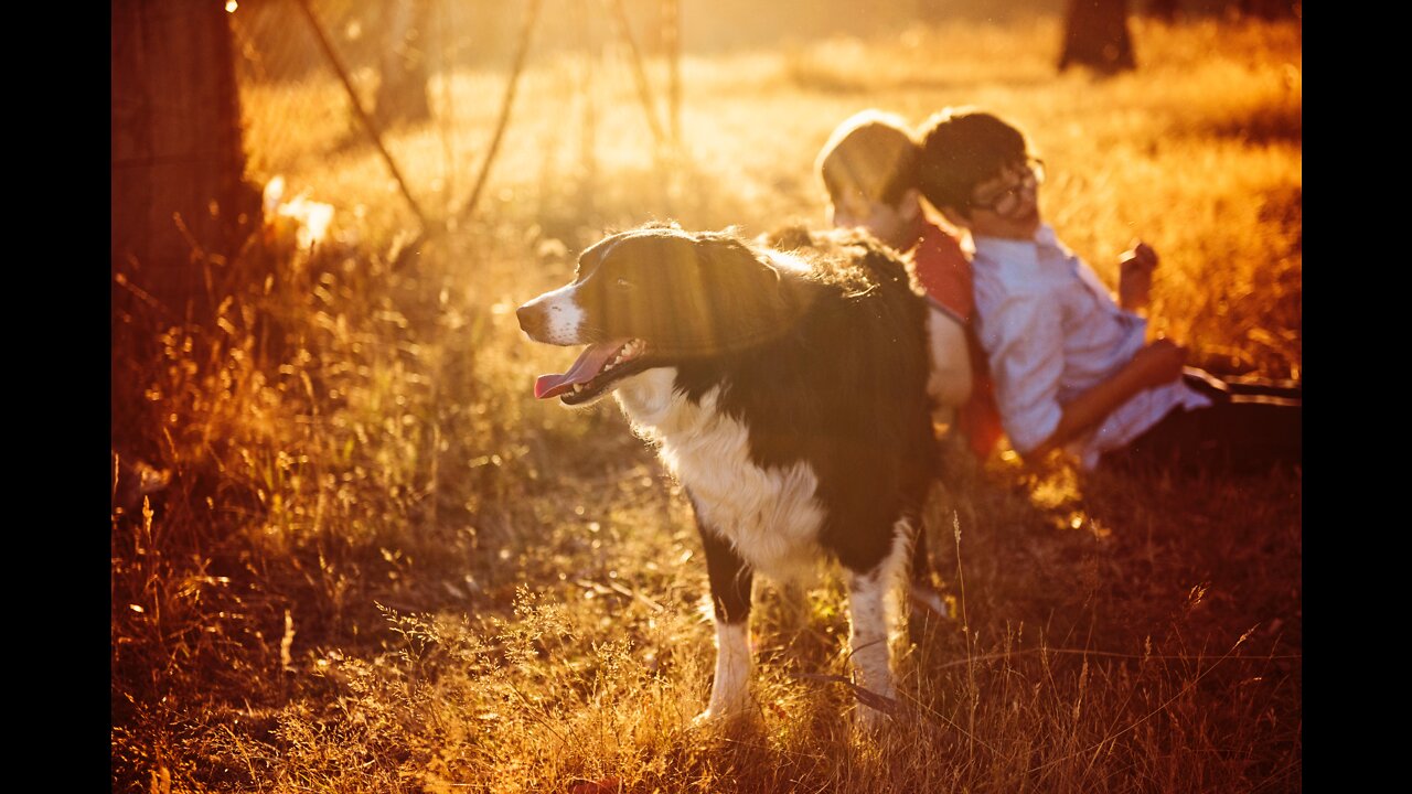 CALMING music for dogs during fireworks and storms - 12 hours of dog music - music for puppies