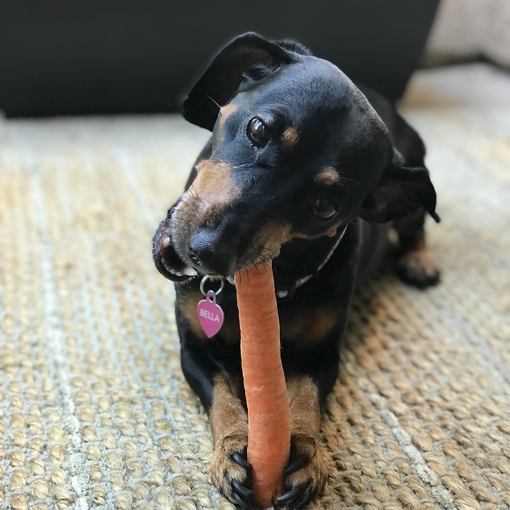 Cute puppy eats her treat like a human