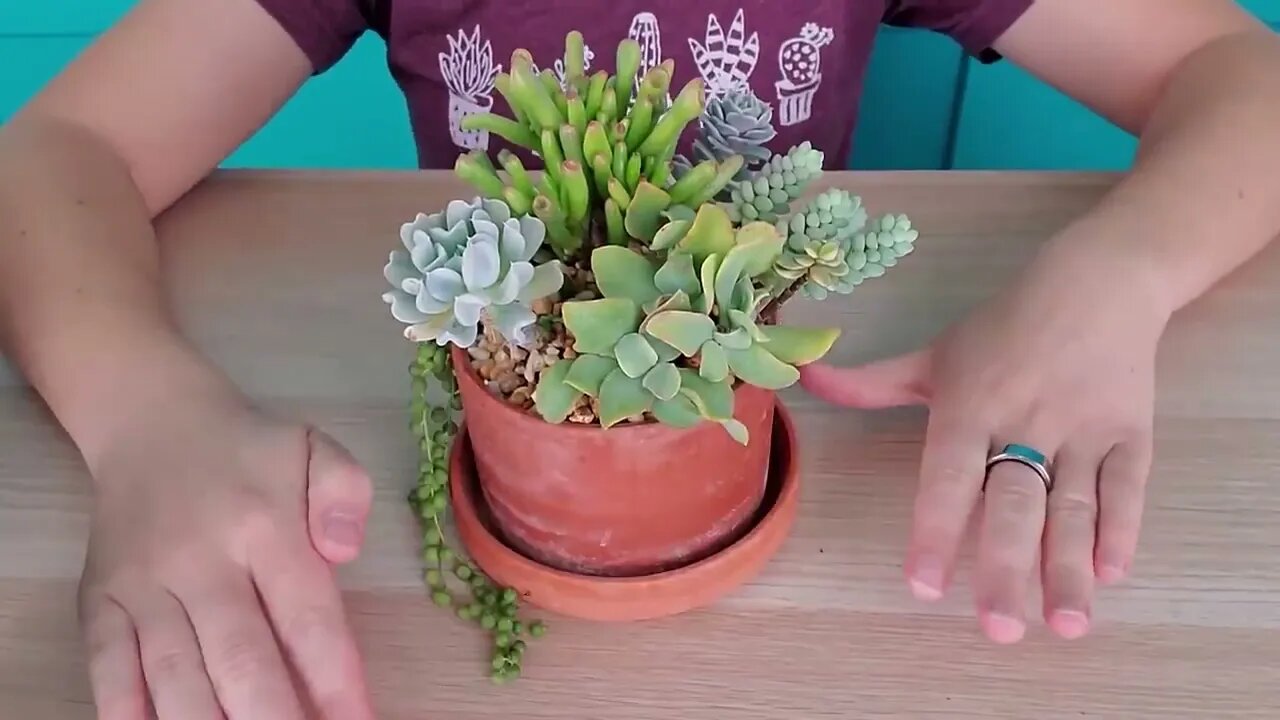 Succulent match-making -- finding succulents that work well together in arrangements