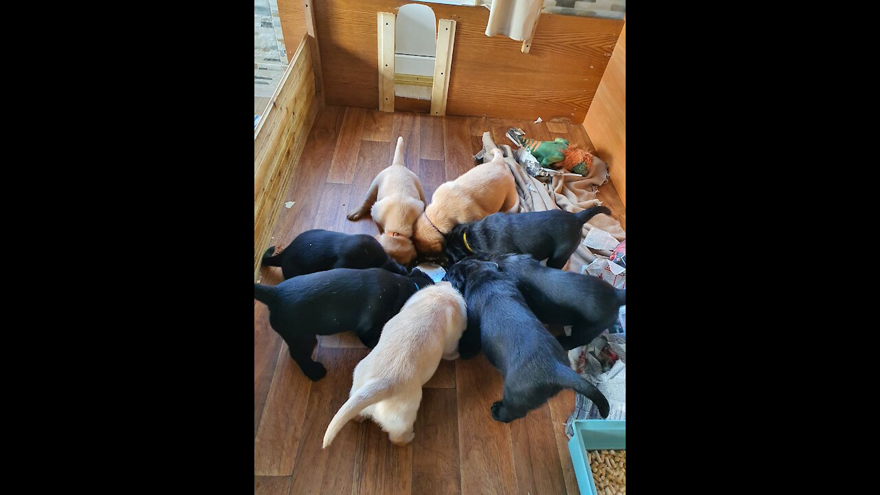 Puppies special eating ritual.