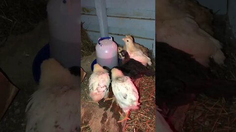 Young chickens excited after getting a fresh water refill before bed