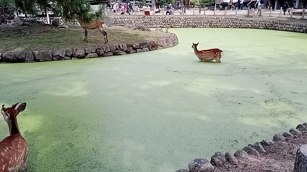 deer playing in the green pond #narapark #japan 🇯🇵