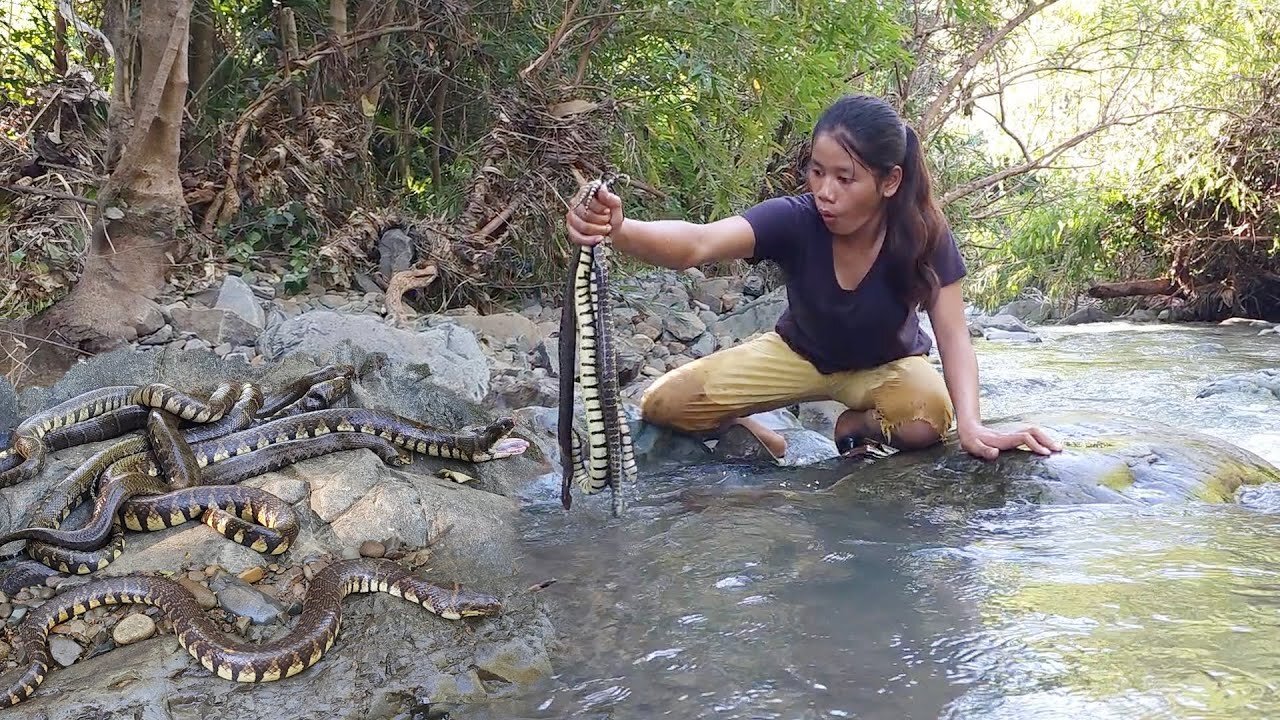 A lot Snake in Clump bamboo & Near river - Snake soup delicious for lunch in jungle- Survival skills