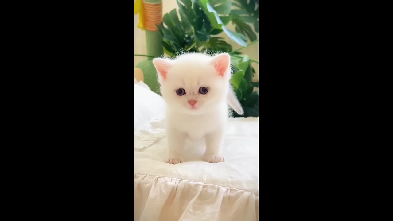 Cute Animal video🥰 cat lover new videos