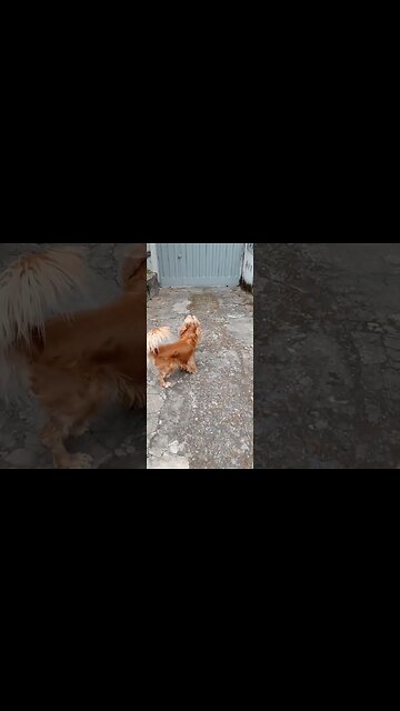 #dogsgow , #animals , #dogs , #shorts