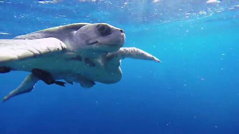 GoPro: Top 10 Underwater Moments