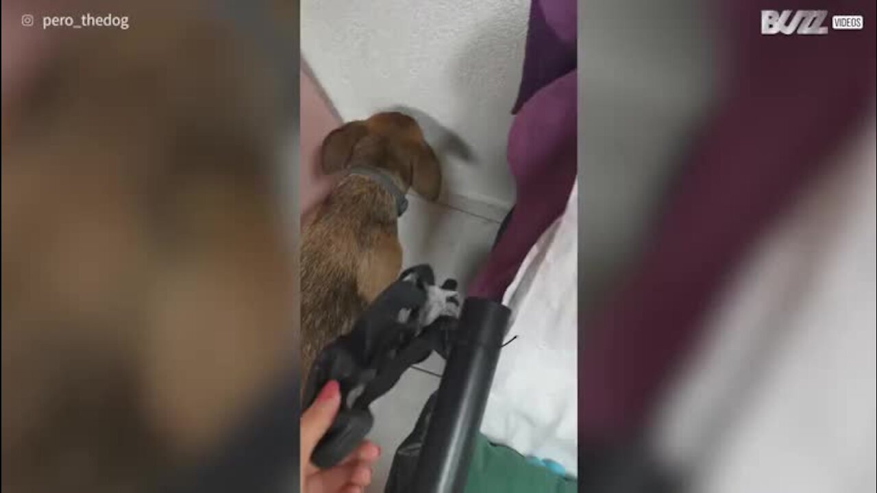 Cão destrói sapato e não esconde arrependimento