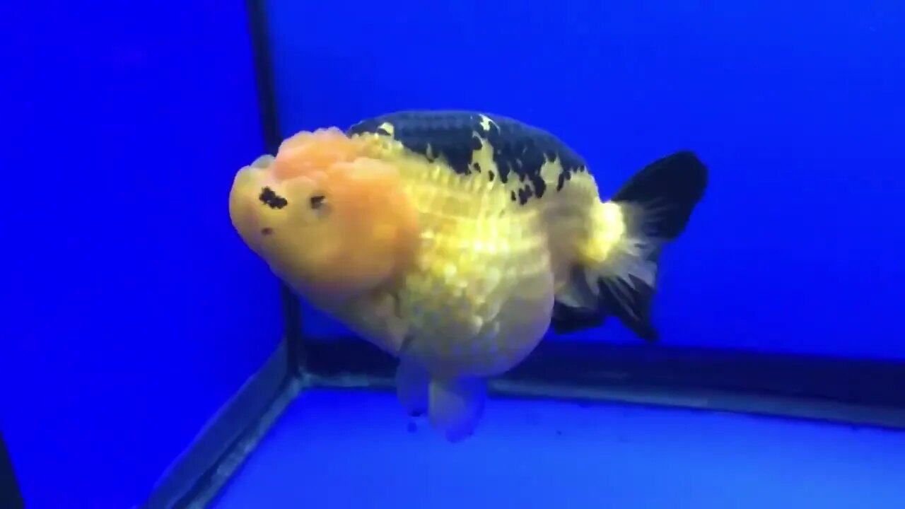 Cute Goldfish Ranchu-8