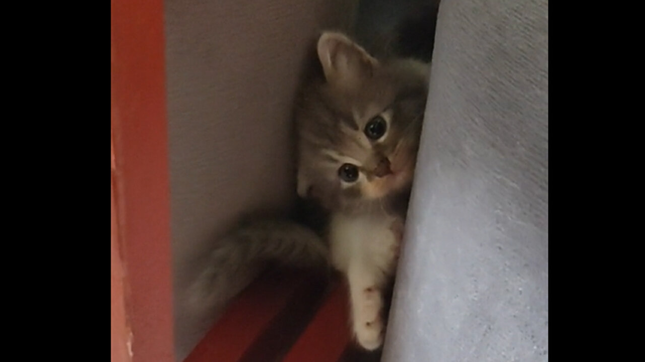 🥰Cute and Funny Kitten Trying to Hide🥰