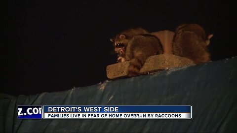 Families live in fear of home overrun by raccoons