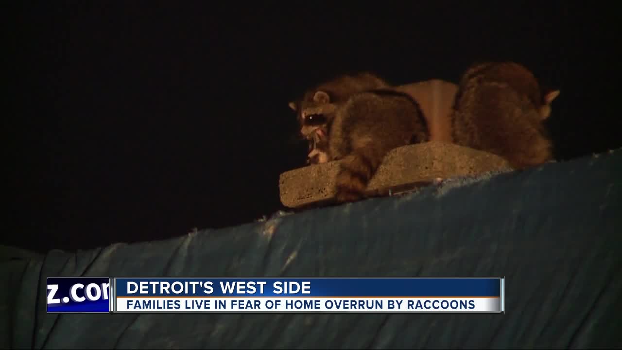 Families live in fear of home overrun by raccoons