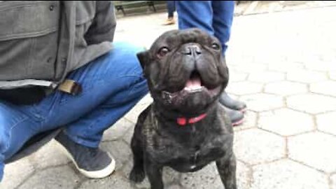 Cane adora abbaiare la parola 'rubber'