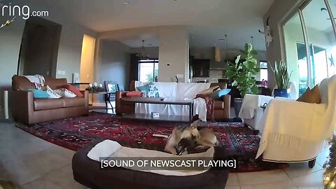 Mercy the Dog busted over ring cam