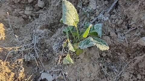 Planting Cabbage