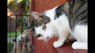 Un chat à l'instinct bien peu développé!