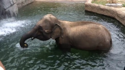 Zoo's Animals Beat The Heat