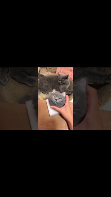 Funny Cats and Kittens Meowing Compilation&Baby Cats -Cute and Funny Cat Videos #shorts (5)