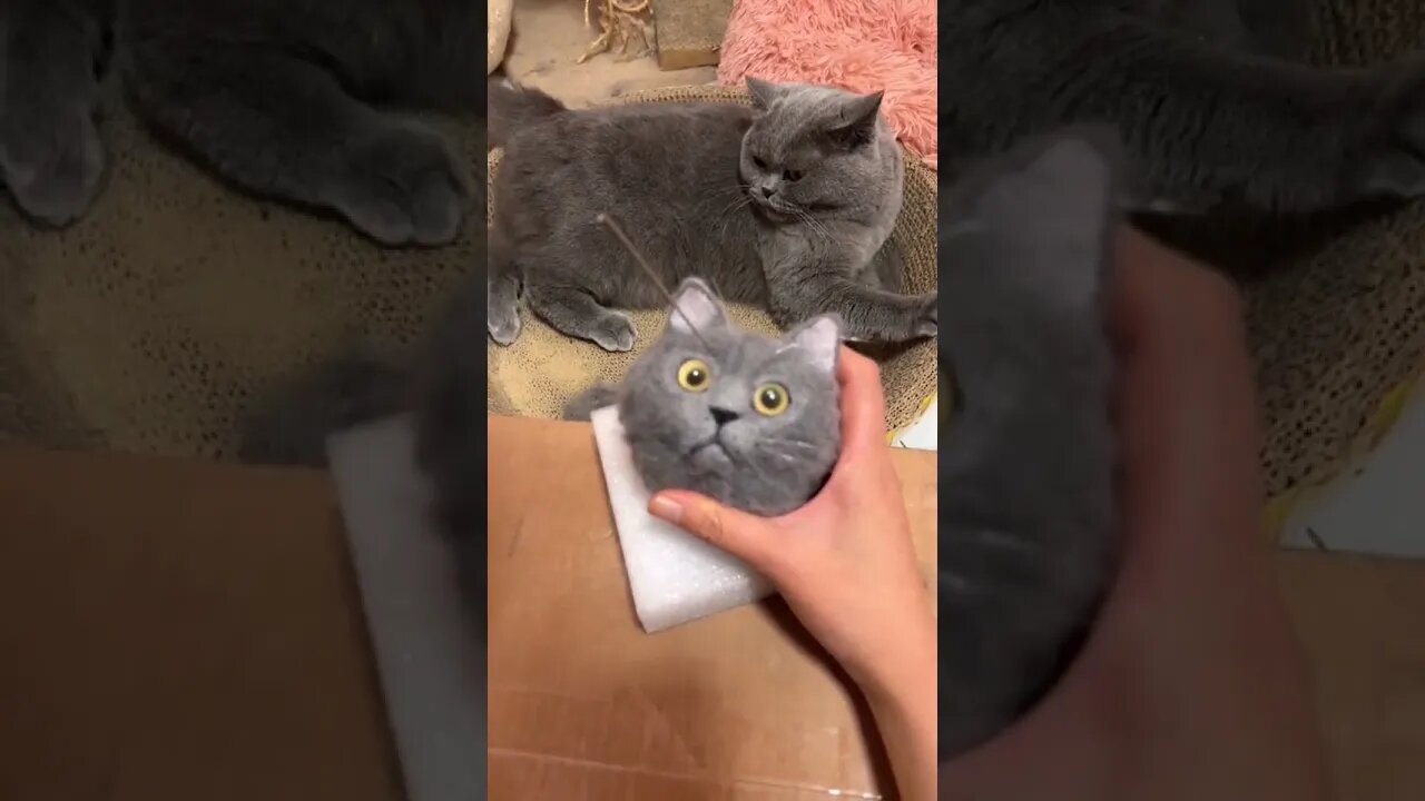 Funny Cats and Kittens Meowing Compilation&Baby Cats -Cute and Funny Cat Videos #shorts (5)