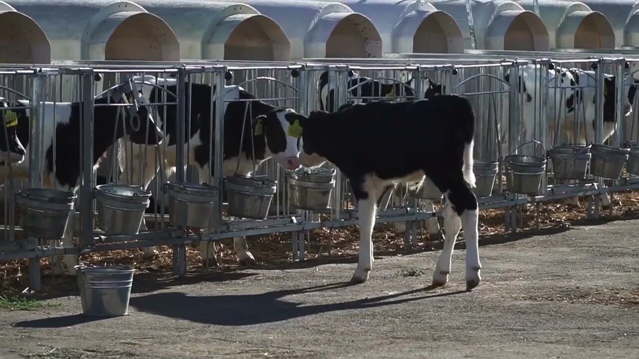 Calf walks near the aviary with calves