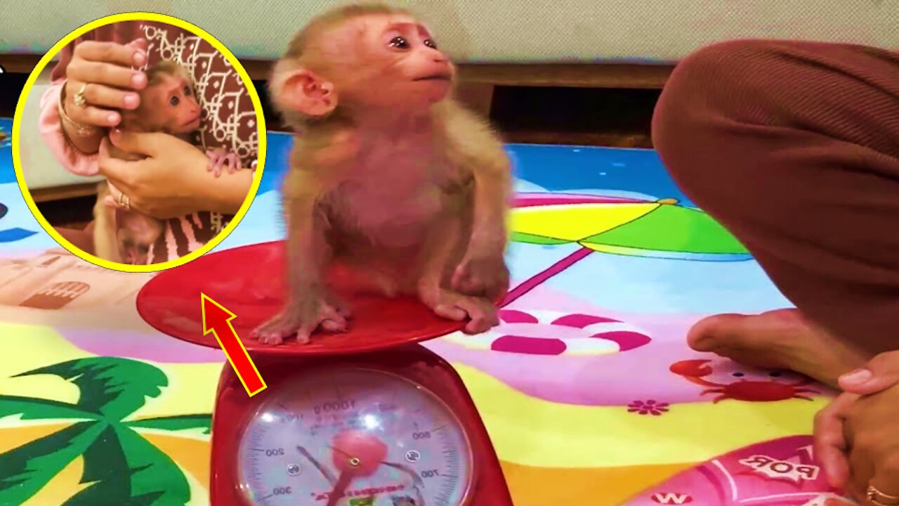 Mom Weights Cutest Newborn Baby Monkey- Monkey Animals 050