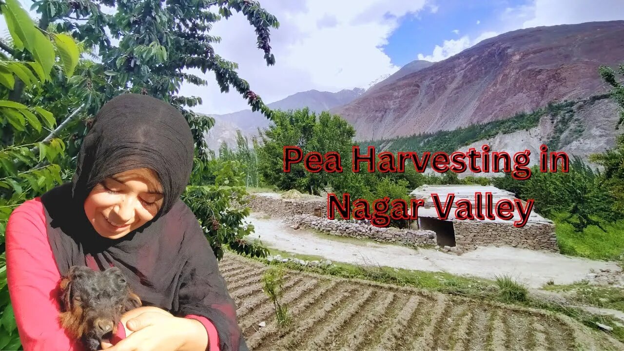 Farming in Gilgit Baltistan|| Pea Harvesting ||Seema Batool