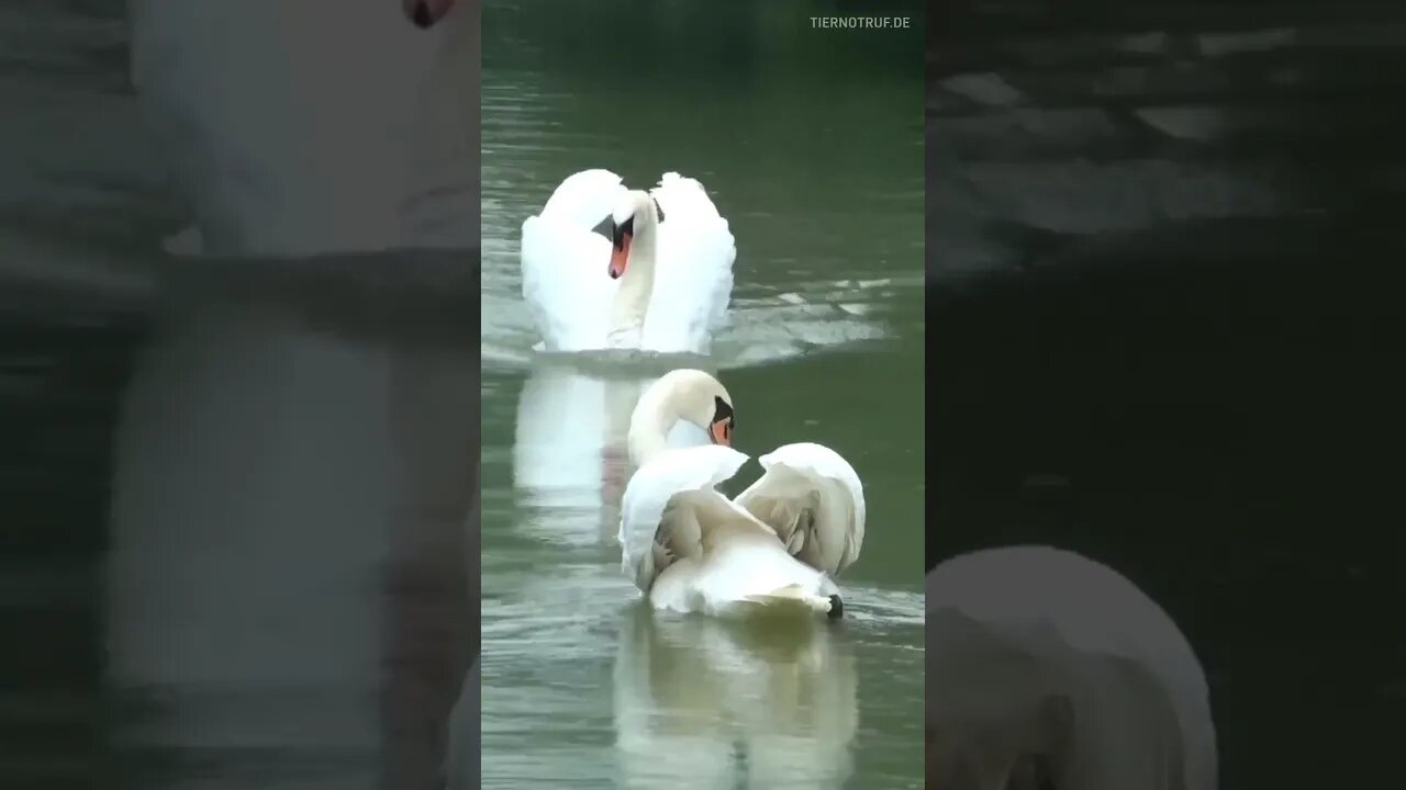 Swans reunite after 2 weeks away #shorts #swans #cute