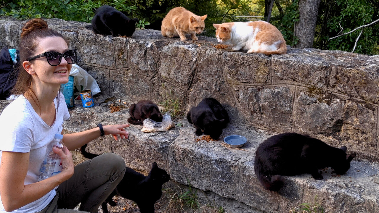 Bitten AND Clawed... Hungry Stray Cats Punish the Food Lady!