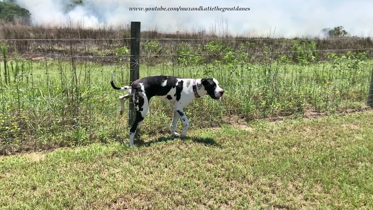 Great Dane Lifts A Leg To Help Put Out A Controlled Wildlife Fire Burn