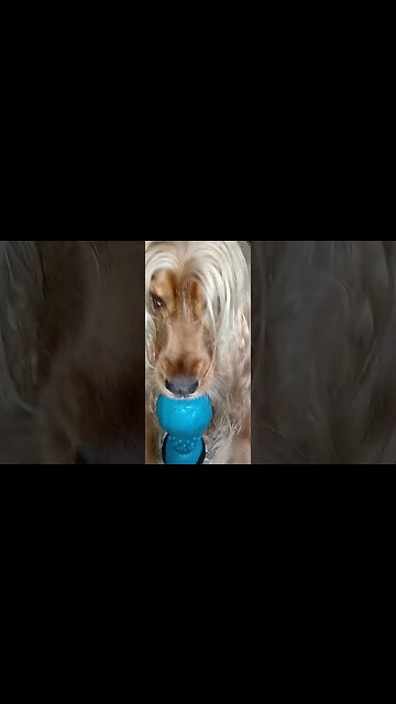 #dogshow , #animals , #dogs , #shorts