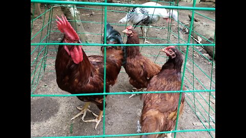 Bon's Free Range Chicken