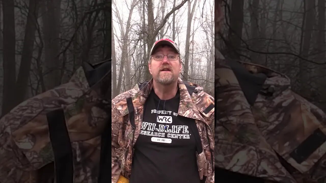 What to do during late winter #deer #deerhunting #foodplot #landmanagement #shorts