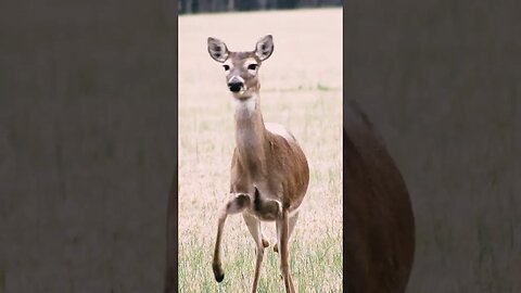 doe in the field