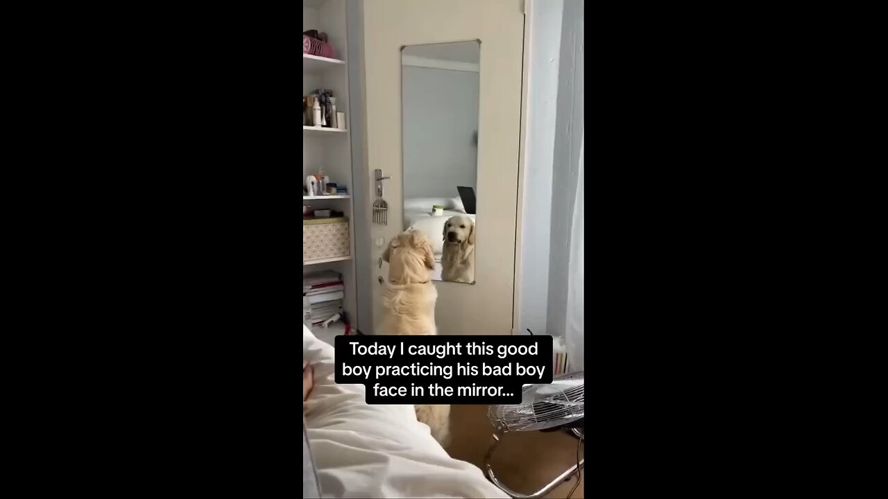 Dogs cute smile