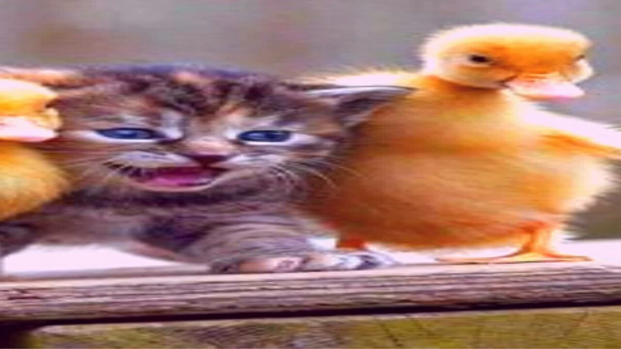 Cats 😹 Shorts Funny Animals 🐾 Shorts Animals