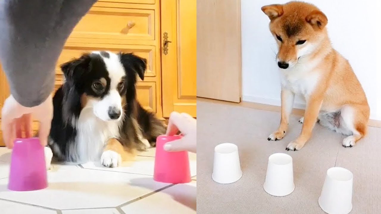 Funny Dogs and Cats Reaction to Magic Tricks - Aww Animals