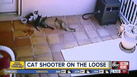 Cat shooter on the loose in Tampa