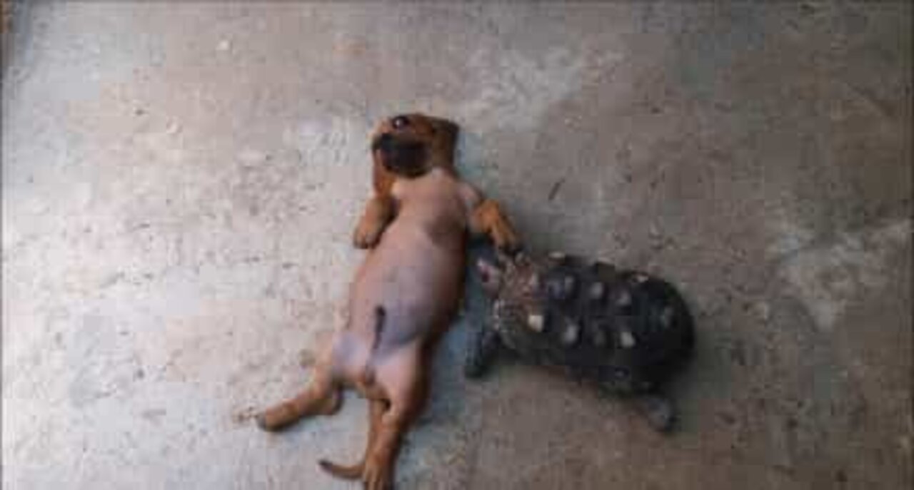 あり得ないイヌとカメの友情