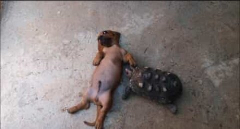 あり得ないイヌとカメの友情