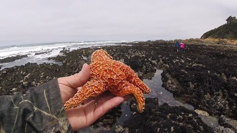 Exploring tidepools at Pescadero Point Beach