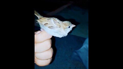 New little bird