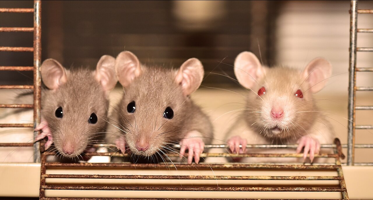 New York seeks 'rat czar' to cull exploding rodent population