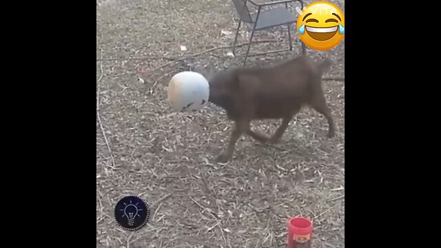 funny animal fails