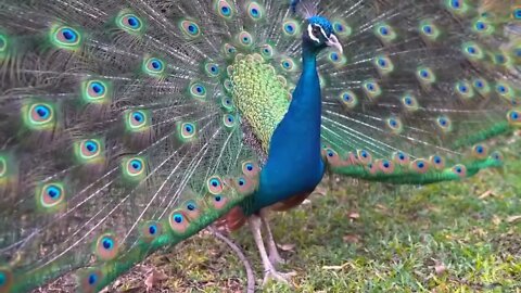 Peacock