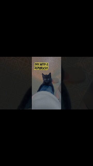 Day with a #Republicat - #AttentionSeeker #MAGA #catsofyoutube #blackcat #kittycat #republicans