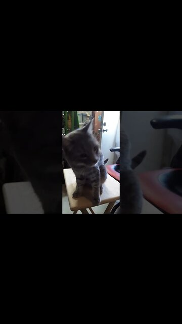 Everett knocks stuff over #stevecutlerlive #cute