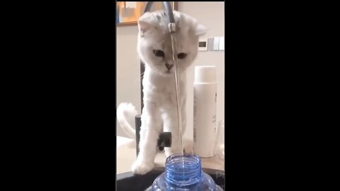 Cute animals #short #cute_animals