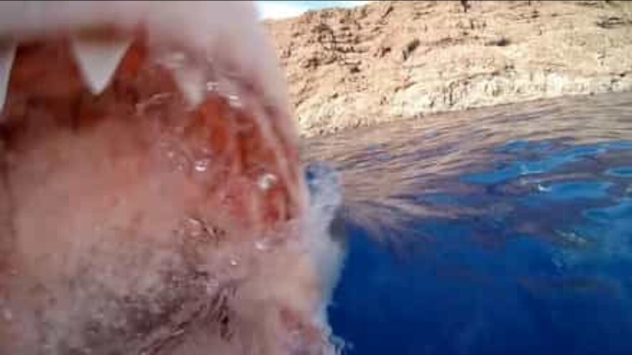 Terrifiant: un grand requin blanc mord la caméra d'un plongeur au Mexique