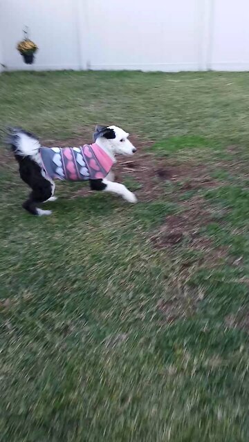 Luna the Sheepadoodle has the Zoomies, again!