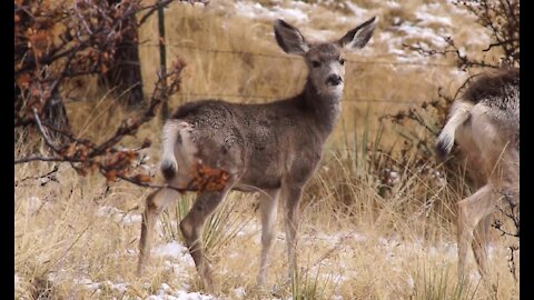 Deer in My Yard