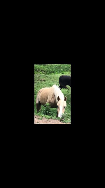 Beautiful horses grazing